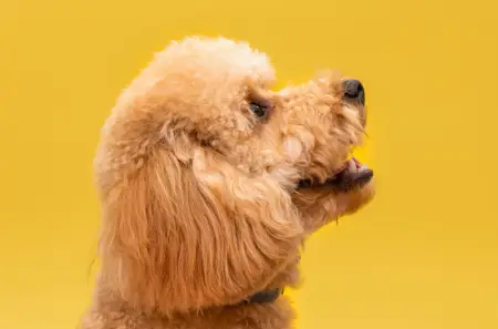 Pets.webp - Hustle Marketers Digital Marketing Agency